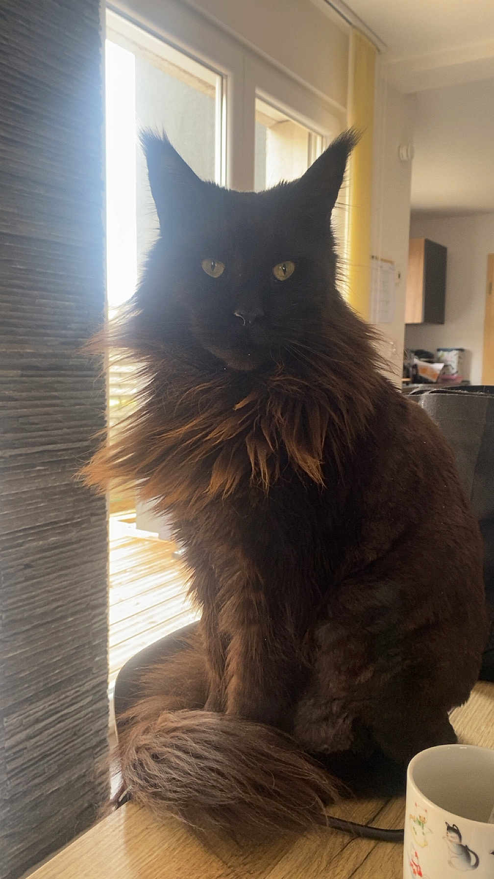 Pichu participe au concours pour gagner de l'argent avec cette photo : cat, indoor, window, brown_fur, fluffy, mane, yellow_eyes, sitting, wooden_floor, cup, animal_illustration, natural_light, feline, pet, domestic, cozy, home, portrait, curious, quiet