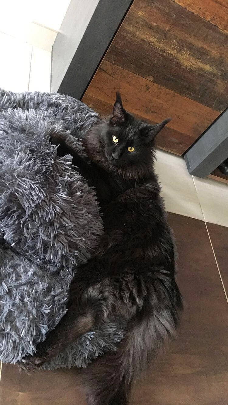 Pichu a rejoint le concours — aidez-le/la à gagner de superbes lots ! asian_semi_longhair, black_cat, british_longhair, british_semi_longhair, carnivore, cat, domestic_long_haired_cat, domestic_short_haired_cat, felidae, fur, maine_coon, mammal, nebelung, norwegian_forest_cat, persian, selkirk_rex, small_to_medium_sized_cats, snout, whiskers