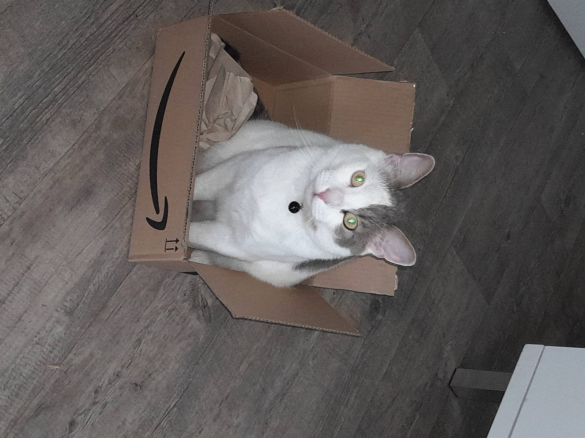 Ioni a rejoint le concours — aidez-le/la à gagner de superbes lots ! box, cardboard, carnivore, carton, cat, comfort, domestic_short_haired_cat, felidae, flooring, grey, hardwood, packaging_and_labeling, packing_materials, paper, paper_product, shipping_box, small_to_medium_sized_cats, tail, whiskers, wood