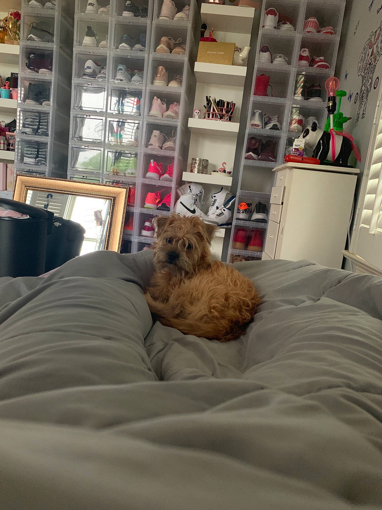 Kato is registered to the contest to win money with this photo: bed, cairn_terrier, canidae, carnivore, dog, fawn, furniture, glen_of_imaal_terrier, irish_soft_coated_wheaten_terrier, room, terrier