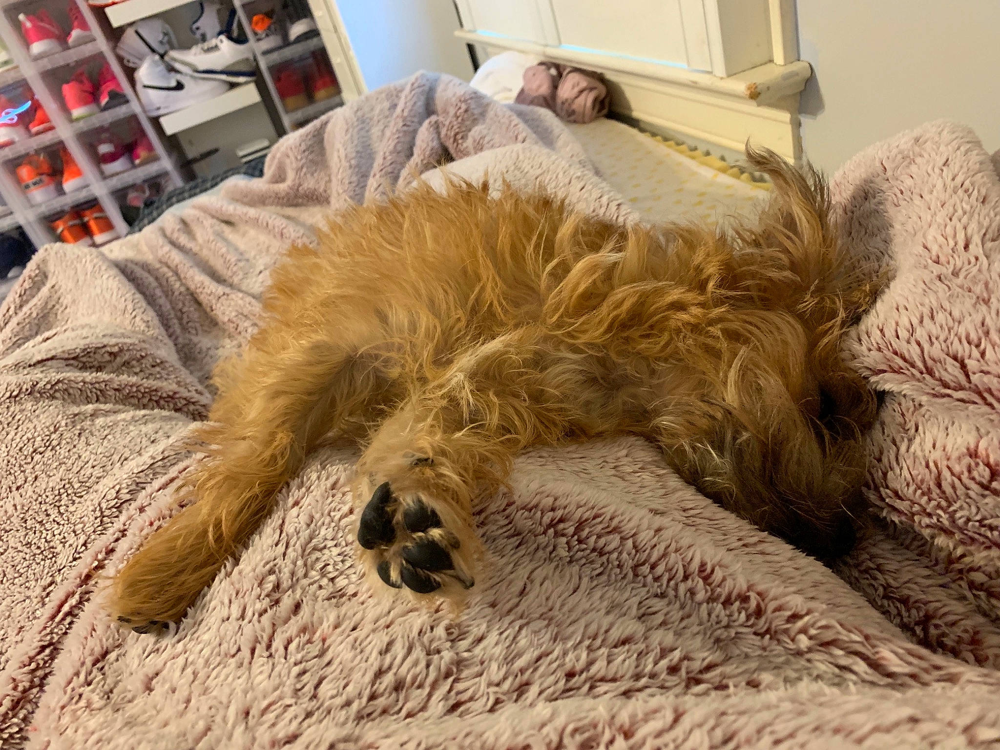 Kato is registered to the contest to win money with this photo: bed, canidae, carnivore, cat, dog, dog_breed, fawn, felidae, fur, furniture, glen_of_imaal_terrier, goldendoodle, irish_wolfhound, nap, sleep, sporting_group, terrier