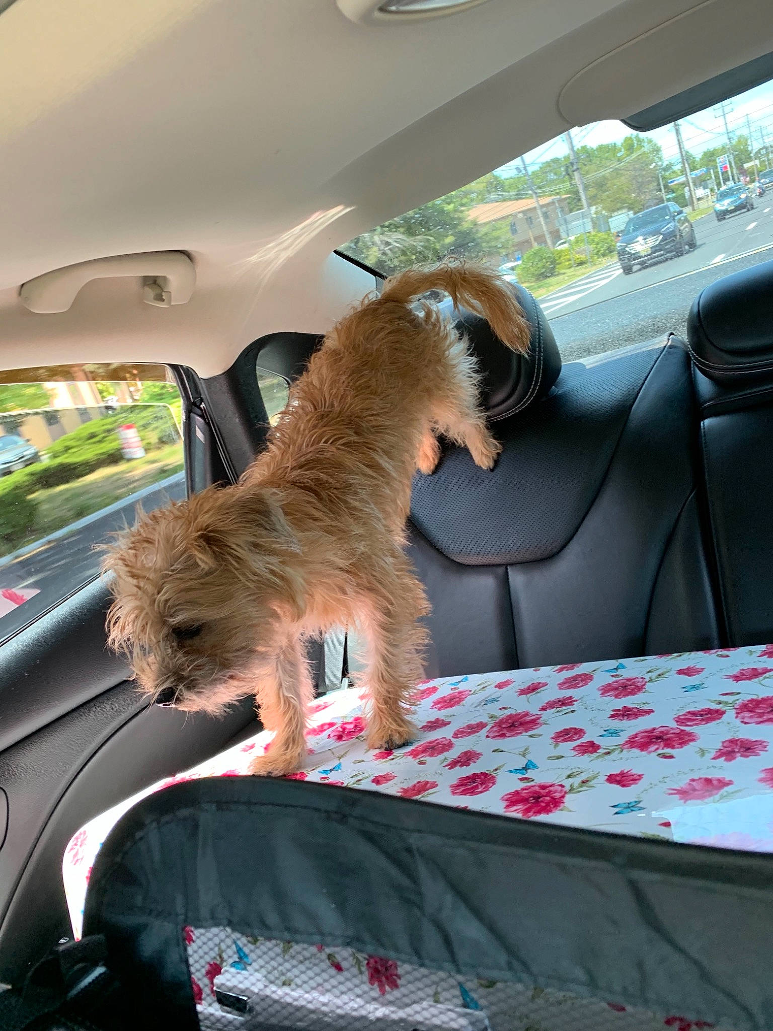 Kato joined the competition — help win amazing prizes! automotive_window_part, border_terrier, canidae, car, car_seat, carnivore, dog, dog_breed, fawn, glass, terrier, vehicle, vehicle_door, window, windshield