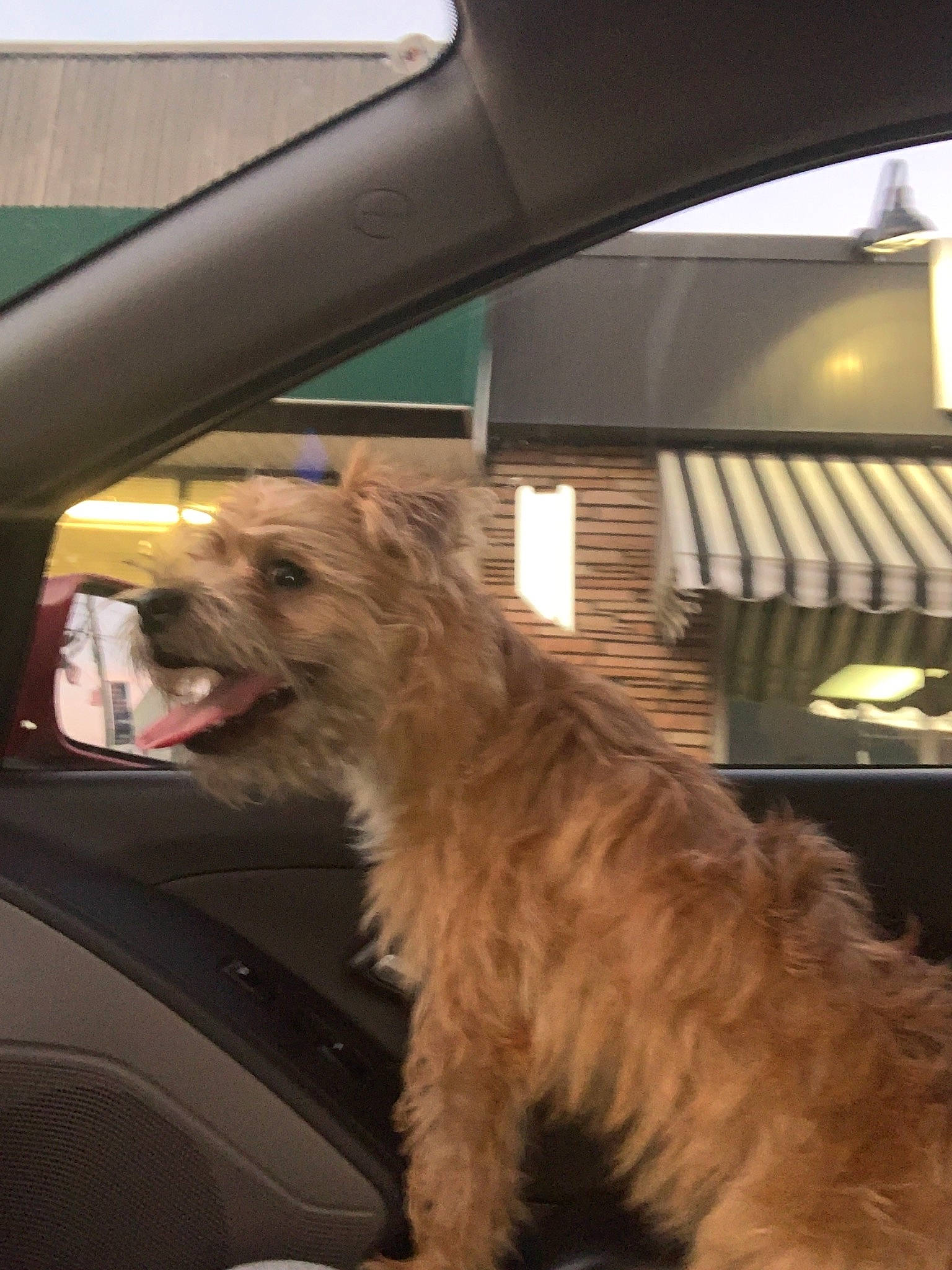 Kato joined the competition — help win amazing prizes! border_terrier, cairn_terrier, canidae, carnivore, dog, dog_breed, dutch_smoushond, glen_of_imaal_terrier, irish_soft_coated_wheaten_terrier, irish_wolfhound, mammal, norfolk_terrier, schnoodle, small_terrier, sporting_group, sporting_lucas_terrier, terrier, vertebrate