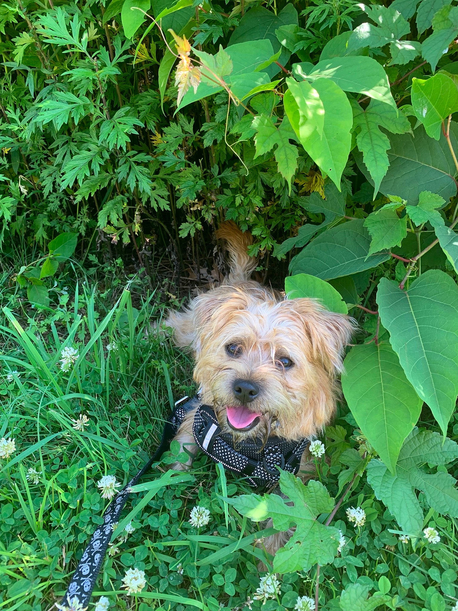 Kato joined the competition — help win amazing prizes! bosnian_coarse_haired_hound, cairn_terrier, canidae, carnivore, companion_dog, dog, dog_breed, dutch_smoushond, glen_of_imaal_terrier, grass, mammal, morkie, norfolk_terrier, norwich_terrier, plant, puppy, rare_breed_dog, small_terrier, sporting_lucas_terrier, terrier