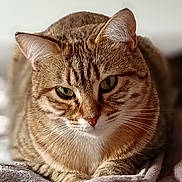 Roxy a rejoint le concours — aidez-le/la à gagner de superbes lots ! animal, blanket, cat, close_up, cute, domestic, feline, fur, green_eyes, indoor, mammal, pet, portrait, relaxed, resting, sleepy, soft, tabby, warm_light, whiskers