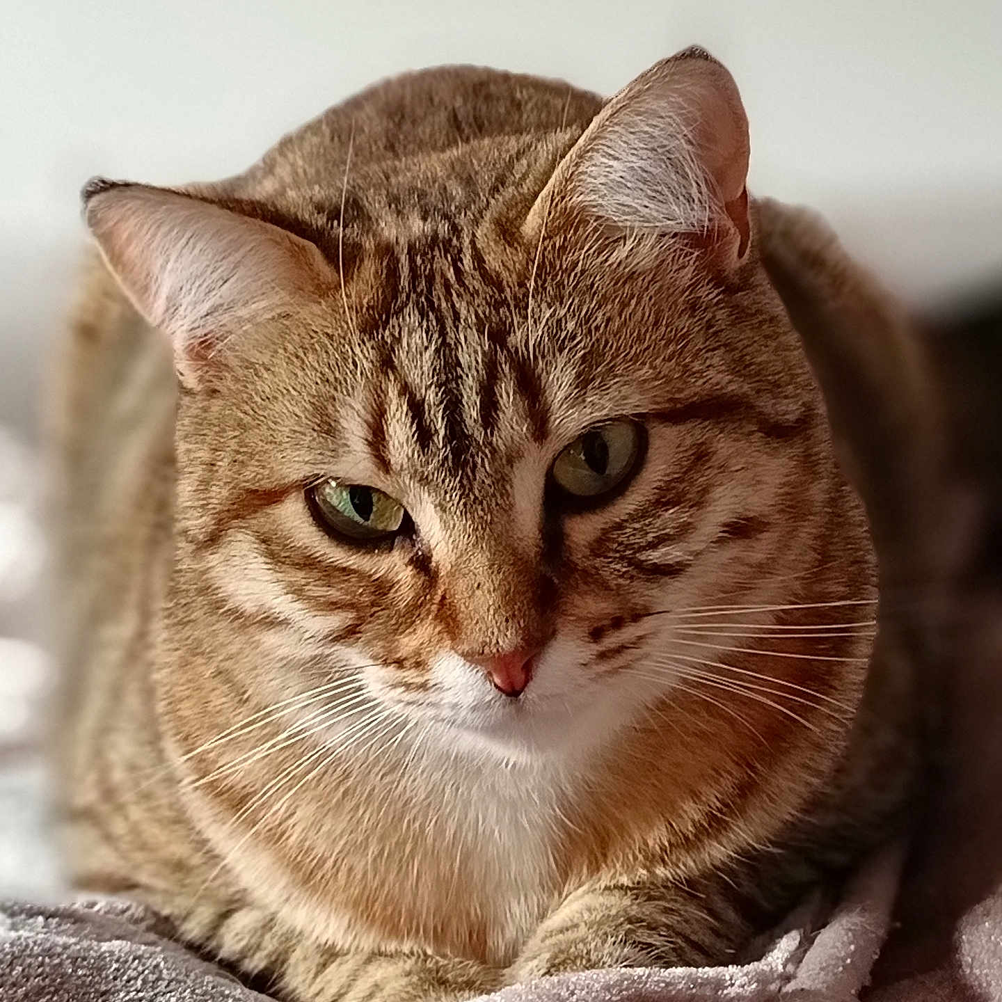 Roxy a rejoint le concours — aidez-le/la à gagner de superbes lots ! animal, blanket, cat, close_up, cute, domestic, feline, fur, green_eyes, indoor, mammal, pet, portrait, relaxed, resting, sleepy, soft, tabby, warm_light, whiskers