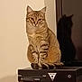 cat, tabby_cat, pet, indoor, gaming_console, xbox, shadow, feline, animal, sitting, curled_tail, wooden_furniture, electronics, wall, calm, focused, striped_fur, domestic_cat, cute, quiet