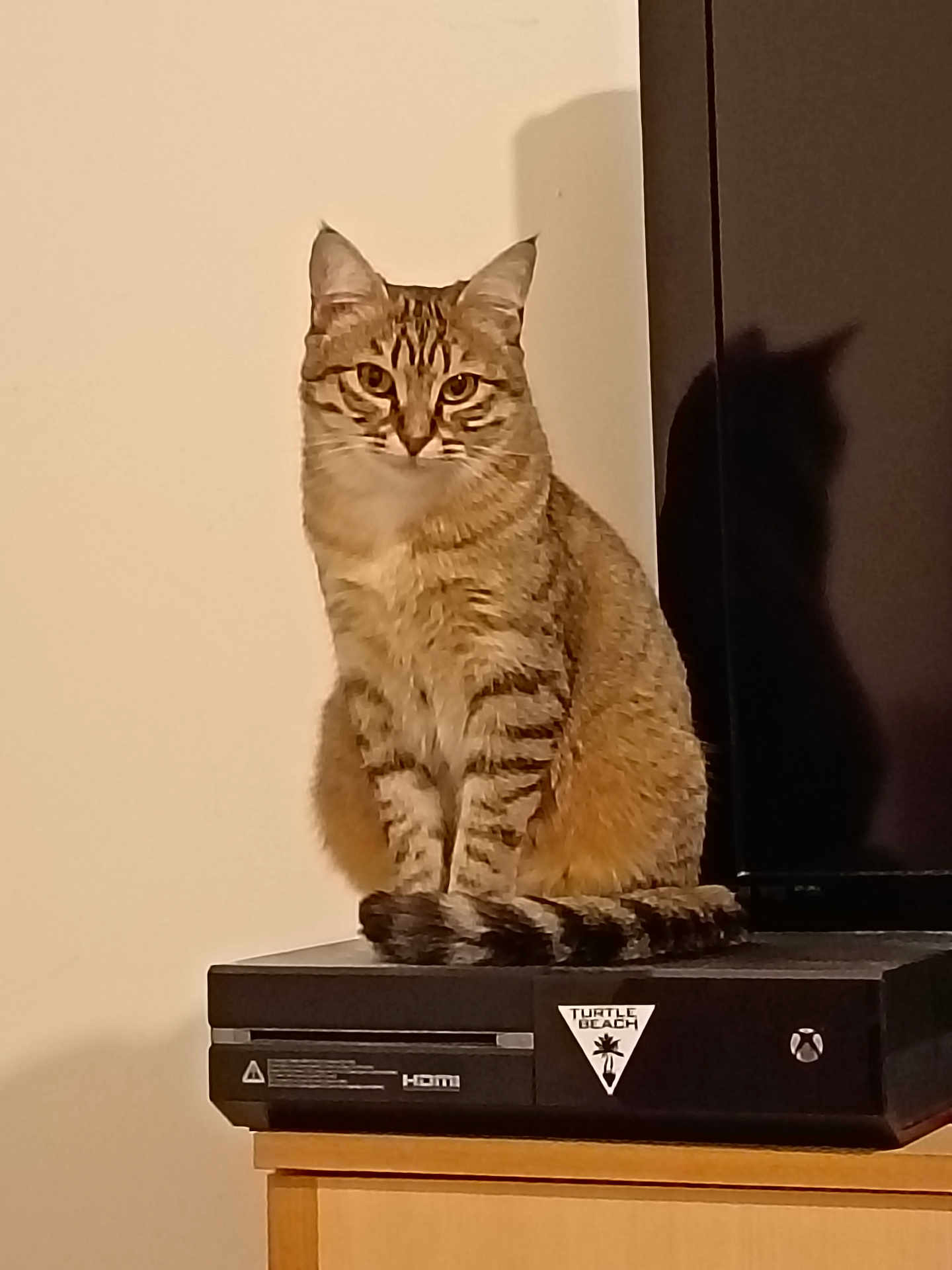 Roxy participe au concours pour gagner de l'argent avec cette photo : cat, tabby_cat, pet, indoor, gaming_console, xbox, shadow, feline, animal, sitting, curled_tail, wooden_furniture, electronics, wall, calm, focused, striped_fur, domestic_cat, cute, quiet