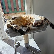 Roxy participe au concours pour gagner de l'argent avec cette photo : cat, tabby_cat, sleeping, cat_tree, sunlight, window, indoor, nap, paws, whiskers, fur, pet, toy_ball, scratching_post, plush, cozy, shadow, wooden_fence, soft_bedding, relaxing