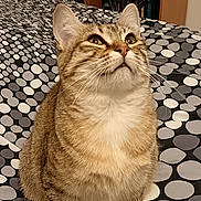 Roxy participe au concours pour gagner de l'argent avec cette photo : cat, tabby_cat, bedspread, polka_dot, indoor, furniture, bookshelf, books, curious, pet, animal, whiskers, ears, fur, looking_up, sitting, cozy, home, domestic, feline