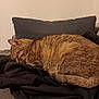 Roxy participe au concours pour gagner de l'argent avec cette photo : animal, blanket, cat, comfort, couch, cozy, cute, domestic, feline, fur, home, indoor, nap, pet, pillow, relaxation, resting, sleeping, tabby, warm