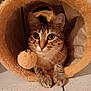 Roxy a rejoint le concours — aidez-le/la à gagner de superbes lots ! cat, tabby_cat, furry, pet, animal, playful, toy, fuzzy_tunnel, paws, ears, whiskers, indoor, floor, curious, cute, domestic_cat, close_up, pet_toy, orange, cozy