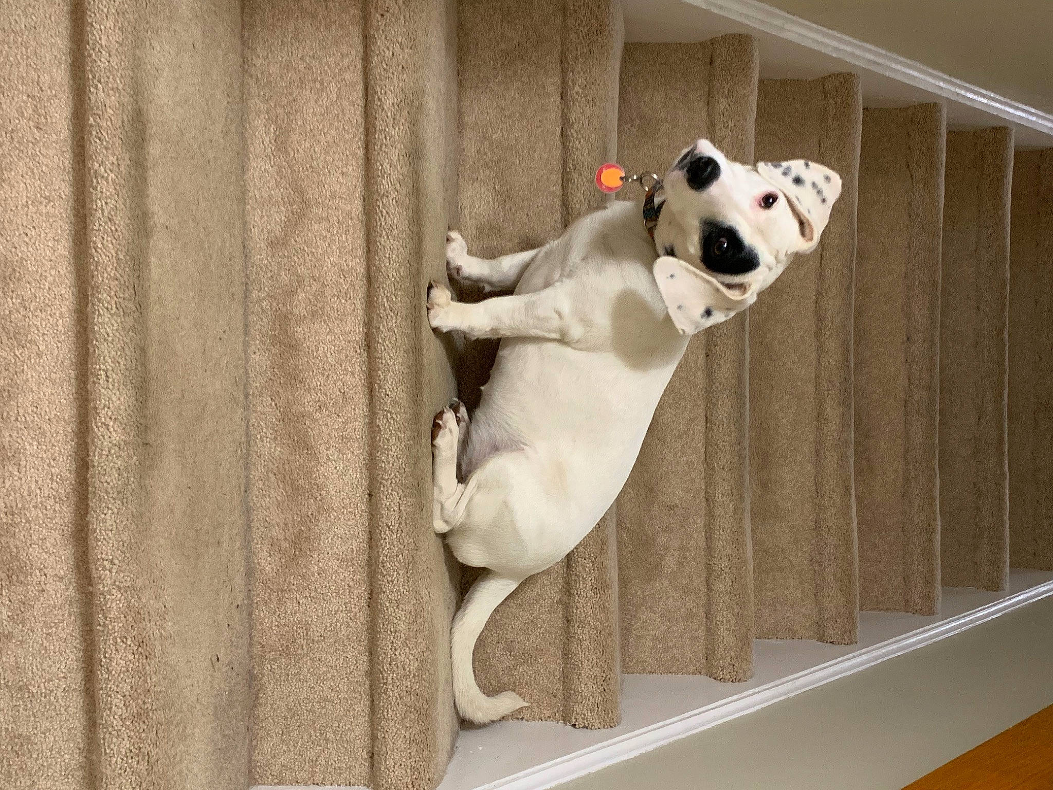 Crystal joined the competition — help win amazing prizes! art, canidae, carnivore, companion_dog, dog_breed, door, fawn, flooring, hardwood, room, snout, stairs, stuffed_toy, tail, terrestrial_animal, textile, toy, visual_arts, wood, working_animal