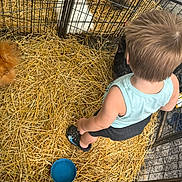 Asher is registered to the contest to win money with this photo: child, straw, pen, animal_pen, rabbit, chicken, fluffy, blue_shoe, black_shorts, light_blue_tank_top, back_view, outdoor, footwear, pet, cage, hay, young_child, summer_clothing, farm_animals, curious