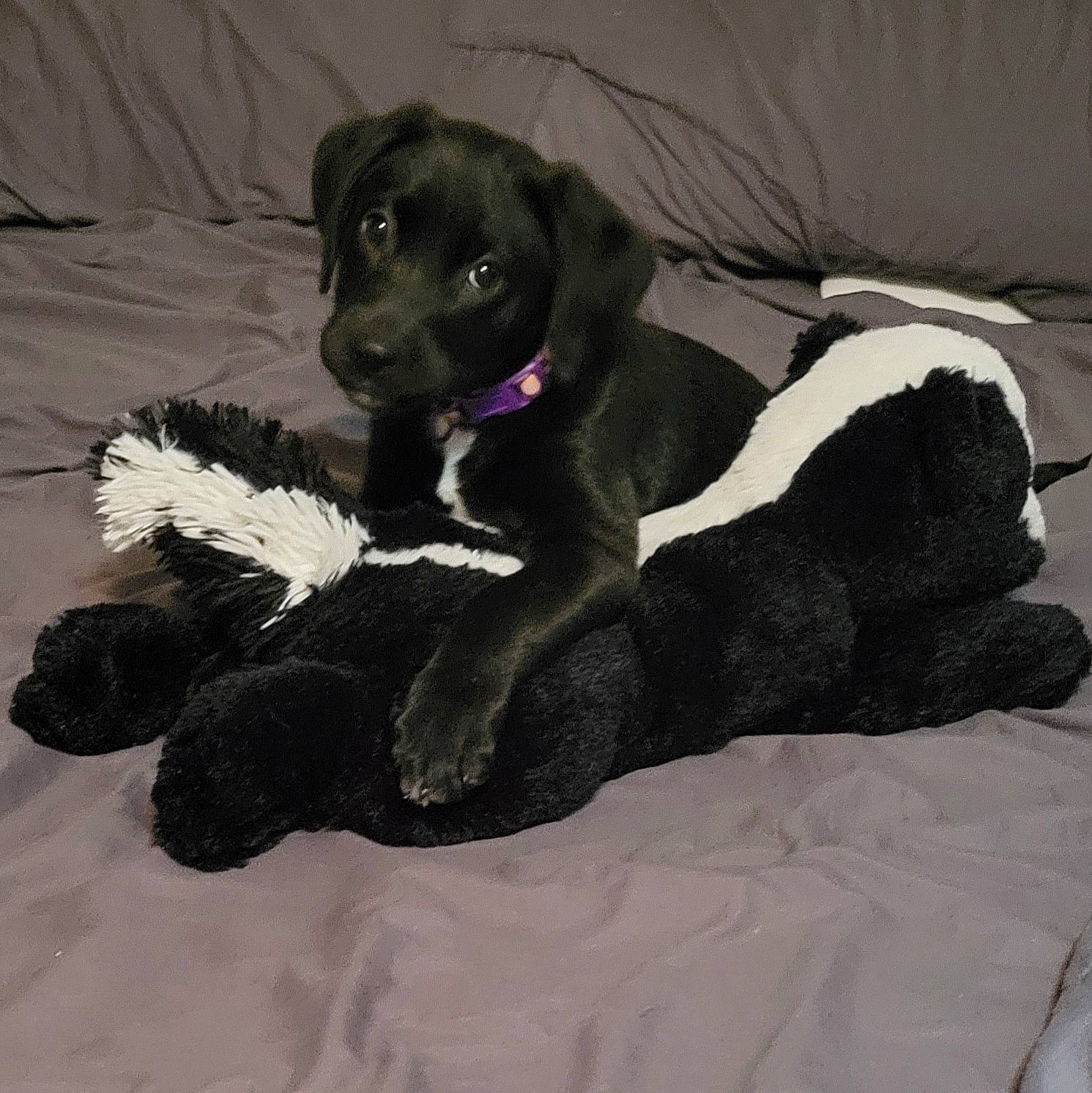 Eden Prime joined the competition — help win amazing prizes! borador, carnivore, collar, comfort, companion_dog, couch, dog, dog_breed, dog_collar, dog_supply, fur, guard_dog, gun_dog, linens, paw, pet_supply, sporting_group, tail, working_animal