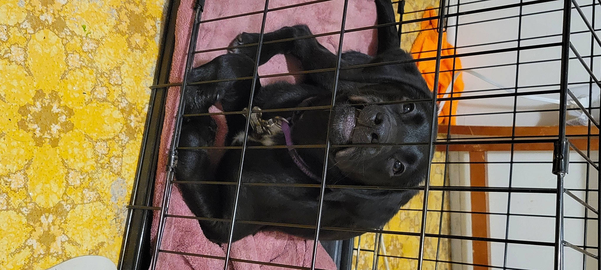 Eden Prime is registered to the contest to win money with this photo: animal_shelter, cage, canidae, carnivore, dog_breed, dog_supply, fur, kennel, mesh, metal, pet_supply, service, snout, sporting_group, tail, terrestrial_animal, wildlife, window, wood, working_animal