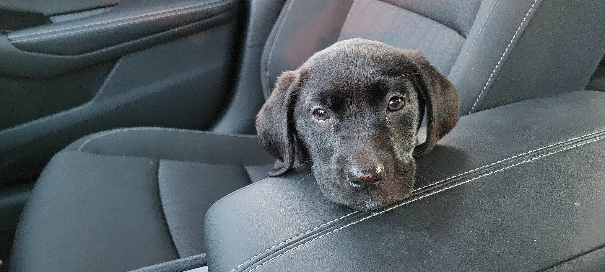 Eden Prime joined the competition — help win amazing prizes! auto_part, borador, canidae, car, carnivore, companion_dog, dog, dog_breed, family_car, gun_dog, liver, personal_luxury_car, snout, sporting_group, terrestrial_animal, vehicle, vehicle_door, whiskers, windshield, working_animal