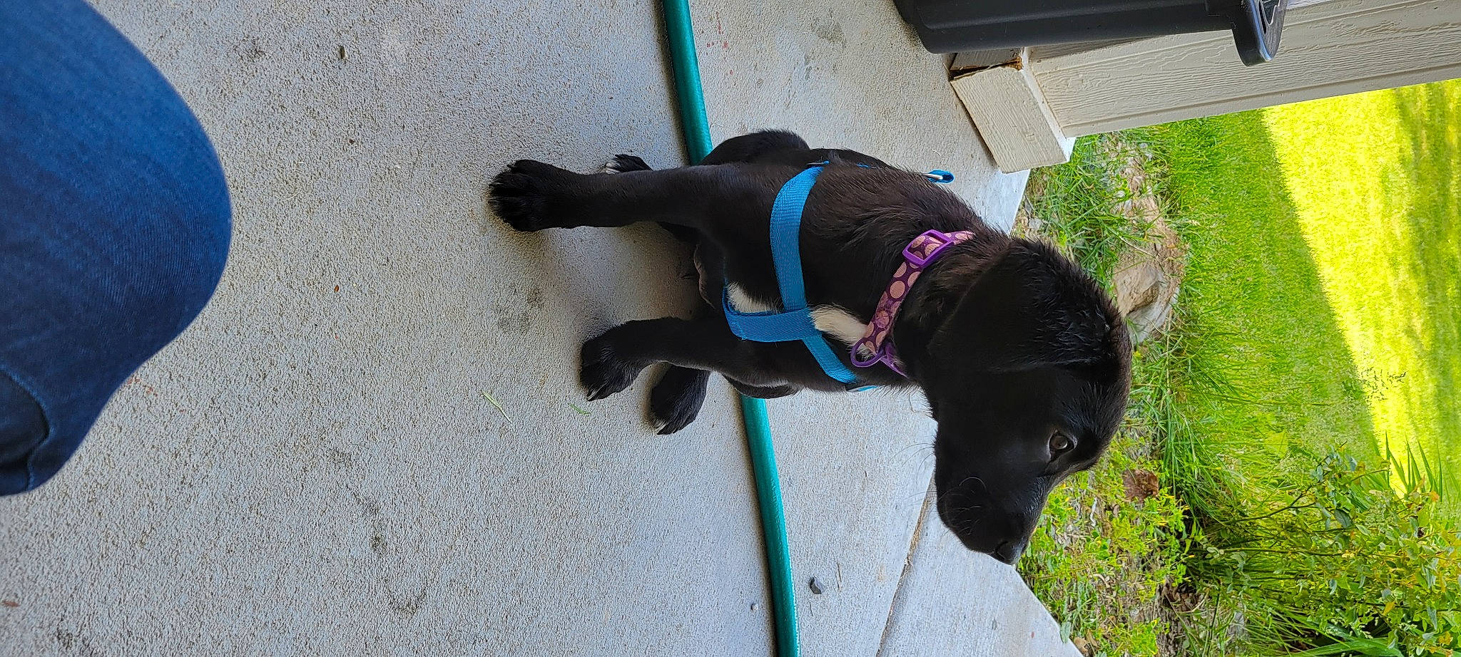 Eden Prime is registered to the contest to win money with this photo: canidae, carnivore, collar, companion_dog, dog, dog_breed, dog_collar, dog_supply, electric_blue, fashion_accessory, fawn, grass, leash, pet_supply, plant, shadow, sporting_group, tail, tints_and_shades, working_animal