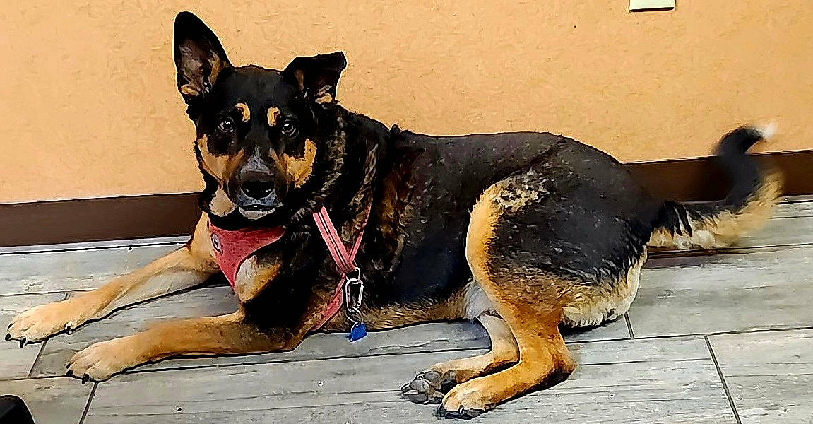Jack Jack is registered to the contest to win money with this photo: ancient_dog_breeds, canidae, carnivore, collar, companion_dog, dog, dog_breed, dog_collar, dog_supply, fawn, giant_dog_breed, guard_dog, herding_dog, hunting_dog, old_german_shepherd_dog, paw, snout, sporting_group, working_animal, working_dog