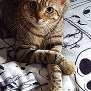 Thor a rejoint le concours — aidez-le/la à gagner de superbes lots ! cat, tabby_cat, feline, pet, animal, portrait, close_up, whiskers, ears, green_eyes, striped_fur, brown_fur, lying_down, paws, relaxed, indoors, blanket, bedding, patterned_background, smartphone_watermark