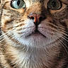 Thor participe au concours pour gagner de l'argent avec cette photo : cat, tabby_cat, close_up, animal, pet, feline, whiskers, eyes, nose, fur, striped_fur, orange_fur, white_fur, portrait, staring, indoors, photography, smartphone_photo, black_background, facial_features