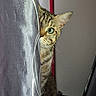 Thor participe au concours pour gagner de l'argent avec cette photo : cat, tabby_cat, pet, animal, feline, green_eyes, peeking, curious, whiskers, ears, fur, striped_fur, portrait, close_up, curtain, indoor, home, wall, dramatic_lighting, samsung_galaxy
