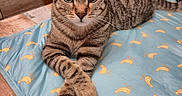 Thor participe au concours pour gagner de l'argent avec cette photo : cat, tabby_cat, pet, animal, striped_fur, green_eyes, whiskers, pointed_ears, paws, crossed_paws, lying_down, portrait, indoors, blanket, blue_blanket, banana_pattern, wooden_chair, home, close_up, camera_watermark