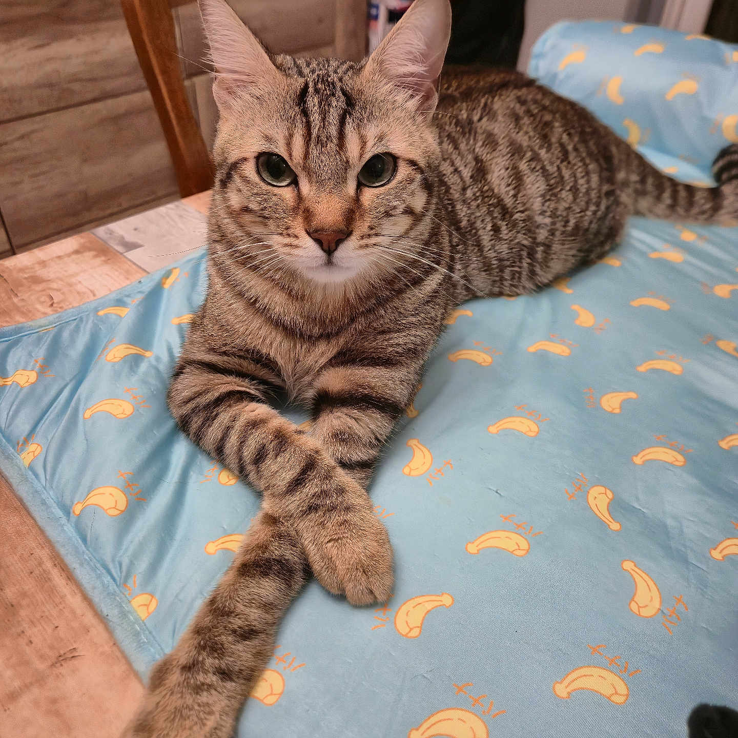 Thor participe au concours pour gagner de l'argent avec cette photo : cat, tabby_cat, pet, animal, striped_fur, green_eyes, whiskers, pointed_ears, paws, crossed_paws, lying_down, portrait, indoors, blanket, blue_blanket, banana_pattern, wooden_chair, home, close_up, camera_watermark
