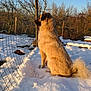 Réglisse participe au concours pour gagner de l'argent avec cette photo : dog, snow, fence, outdoor, winter, tree, sunlight, animal, canine, nature, landscape, sitting, fur, quiet, daylight, rural, seasonal, watching, peaceful, calm