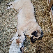 Réglisse a rejoint le concours — aidez-le/la à gagner de superbes lots ! dog, lamb, hay, barn, animal, sleeping, resting, fur, curly_wool, farm, peaceful, cute, cozy, barnyard, nature, pet, companion, outdoor, wooden_fence, friendship