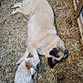 dog, lamb, hay, barn, animal, sleeping, resting, fur, curly_wool, farm, peaceful, cute, cozy, barnyard, nature, pet, companion, outdoor, wooden_fence, friendship