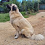 dog, animal, outdoor, sitting, fluffy, fur, nature, greenery, gravel, path, tree, bush, sky, canine, pet, mammal, side_view, tail, quiet, serene