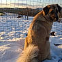 Réglisse participe au concours pour gagner de l'argent avec cette photo : dog, snow, fence, outdoor, animal, winter, sunset, landscape, tail, fur, canine, nature, field, rural, peaceful, cold, back_view, looking_back, daylight, quiet