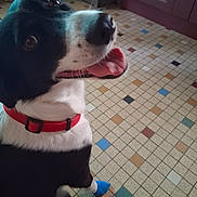 Milka a rejoint le concours — aidez-le/la à gagner de superbes lots ! dog, black_and_white, red_collar, tongue_out, indoor, tiled_floor, blue_sock, pet, canine, sitting, looking_up, floor_tiles, multicolor_tiles, domestic_animal, companion, playful, cute, happy, animal, household