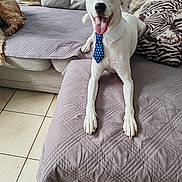 Patch participe au concours pour gagner de l'argent avec cette photo : animal, collar, couch, cozy, dog, fur, happy, indoor, living_room, pet, pillow, quilted_blanket, resting, smiling, tie, tile_floor, tongue_out, two_dogs, white_dog, zebra_print