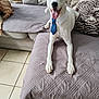 animal, collar, couch, cozy, dog, fur, happy, indoor, living_room, pet, pillow, quilted_blanket, resting, smiling, tie, tile_floor, tongue_out, two_dogs, white_dog, zebra_print