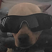 Deeogee is registered to the contest to win money with this photo: animal, blurry, brown_fur, canine, close_up, cool, cute, dark, dog, domestic_animal, eyewear, face, funny, head, indoor, muzzle, pet, portrait, sunglasses, wearing_accessory