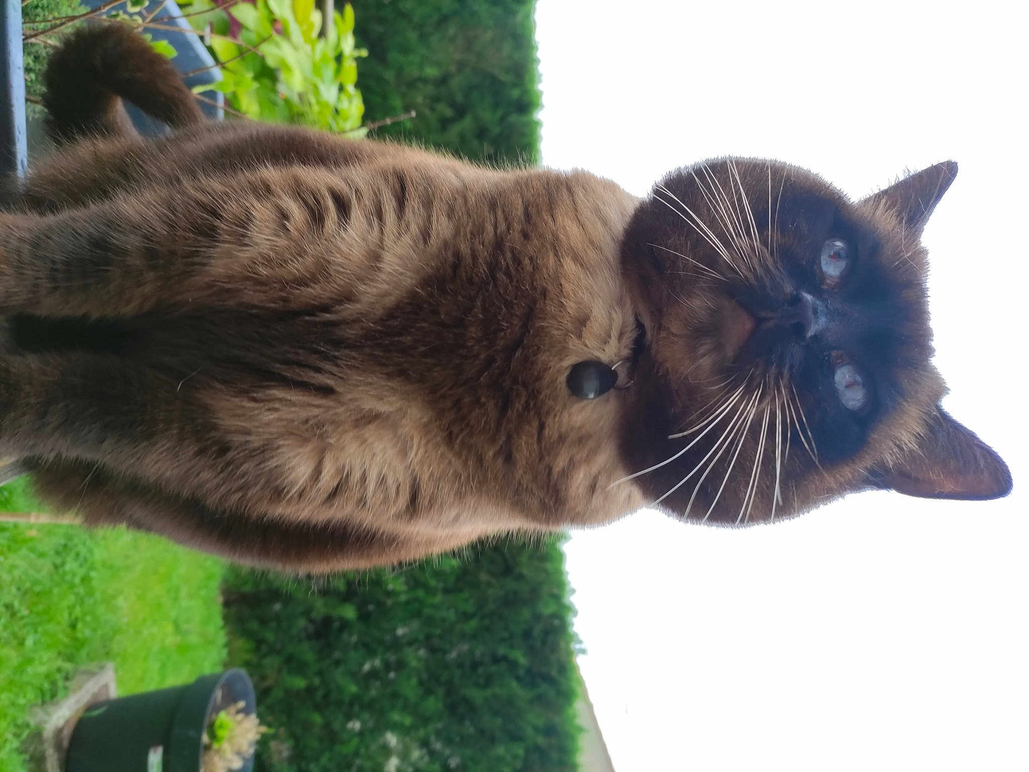 Chouchou