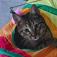 Archie participe au concours pour gagner de l'argent avec cette photo : cat, tabby, pet, animal, whiskers, ears, eyes, fur, indoor, colorful, fabric, toy, playful, curious, closeup, face, portrait, floor, tile, household