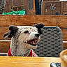 dog, knitted_hat, outdoor, wooden_table, woven_chair, smiling, pet, cozy, brown_fur, happy, fence, casual, portrait, cute, animal, domestic_animal, headwear, winter_clothing, side_view, daylight