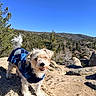 Jackson is registered to the contest to win money with this photo: dog, small_dog, blue_sweater, argyle_pattern, rock, mountain, forest, pine_trees, outdoor, sunny, daytime, happy, pet, animal, nature, smiling, walking, adventure, landscape, canine