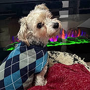 Jackson joined the competition — help win amazing prizes! dog, small_dog, sweater, argyle_pattern, pet, indoor, fireplace, electric_fireplace, blanket, rug, cozy, cute, fur, looking_back, curious, home, warm, colorful, comfort, companion