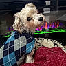 dog, small_dog, sweater, argyle_pattern, pet, indoor, fireplace, electric_fireplace, blanket, rug, cozy, cute, fur, looking_back, curious, home, warm, colorful, comfort, companion