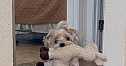 Jackson is registered to the contest to win money with this photo: dog, puppy, stuffed_toy, hallway, tile_floor, bedroom, bed, blanket, window_blinds, small_dog, pet, indoor, cute, animal, fur, looking_up, toy, home, floor, doorway