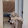 dog, puppy, stuffed_toy, hallway, tile_floor, bedroom, bed, blanket, window_blinds, small_dog, pet, indoor, cute, animal, fur, looking_up, toy, home, floor, doorway