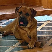 Gus is registered to the contest to win money with this photo: dog, brown_dog, indoor, floor, tile_floor, crossed_paws, relaxed, pet, canine, tongue_out, animal, companion, resting, home, wooden_baseboard, large_dog, cute, friendly, domestic_animal, portrait