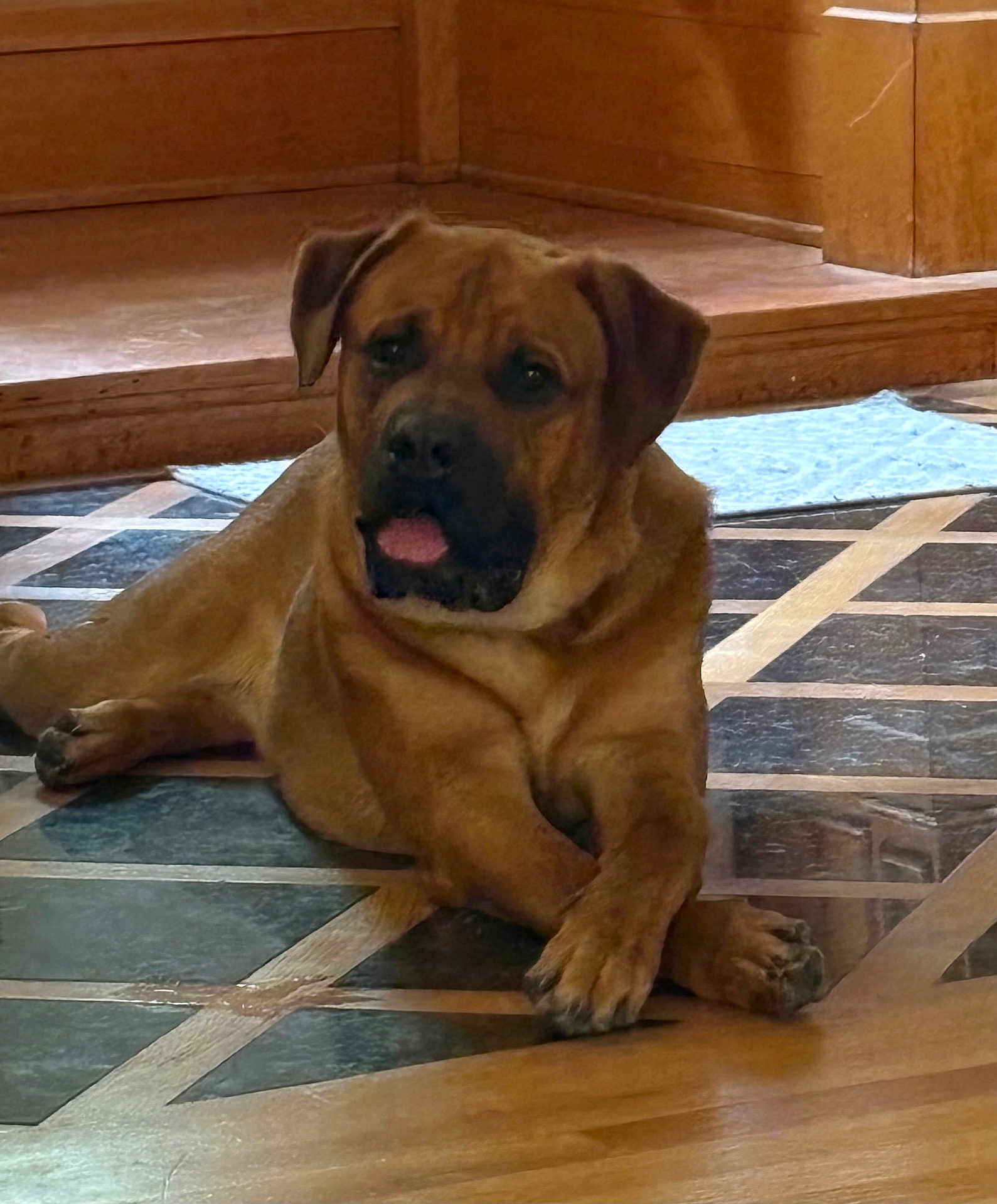 Gus is registered to the contest to win money with this photo: dog, brown_dog, indoor, floor, tile_floor, crossed_paws, relaxed, pet, canine, tongue_out, animal, companion, resting, home, wooden_baseboard, large_dog, cute, friendly, domestic_animal, portrait