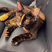 Layla-Smith is registered to the contest to win money with this photo: cat, tortoiseshell, pet, animal, feline, leather_seat, car_interior, amber_eyes, ears, whiskers, paws, relaxed, curious, closeup, domestic_cat, resting, fur, young_cat, sitting, indoor