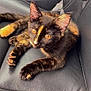 cat, tortoiseshell, pet, animal, feline, leather_seat, car_interior, amber_eyes, ears, whiskers, paws, relaxed, curious, closeup, domestic_cat, resting, fur, young_cat, sitting, indoor