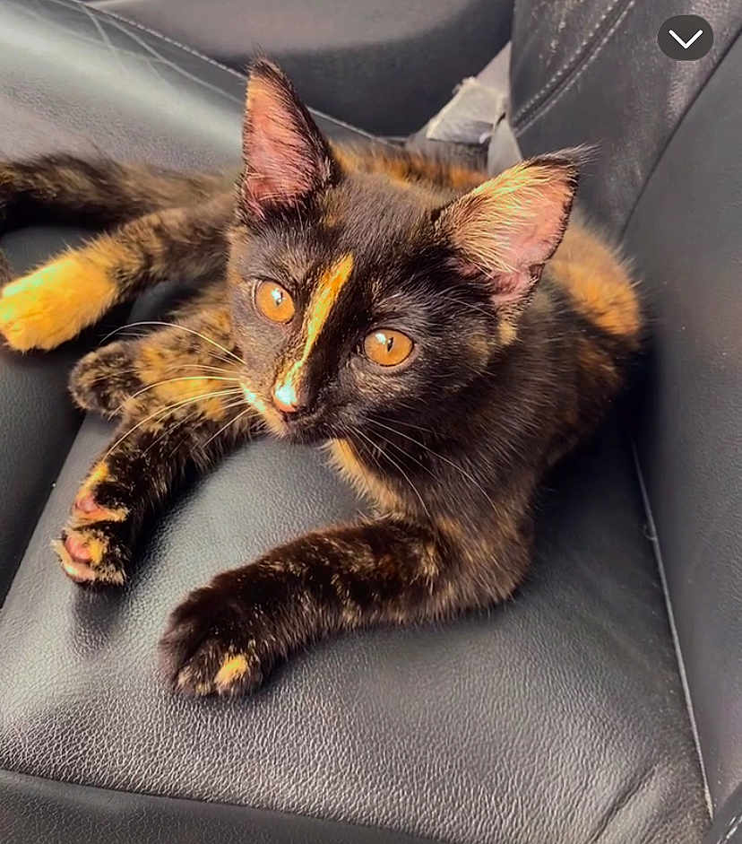 Layla-Smith is registered to the contest to win money with this photo: cat, tortoiseshell, pet, animal, feline, leather_seat, car_interior, amber_eyes, ears, whiskers, paws, relaxed, curious, closeup, domestic_cat, resting, fur, young_cat, sitting, indoor